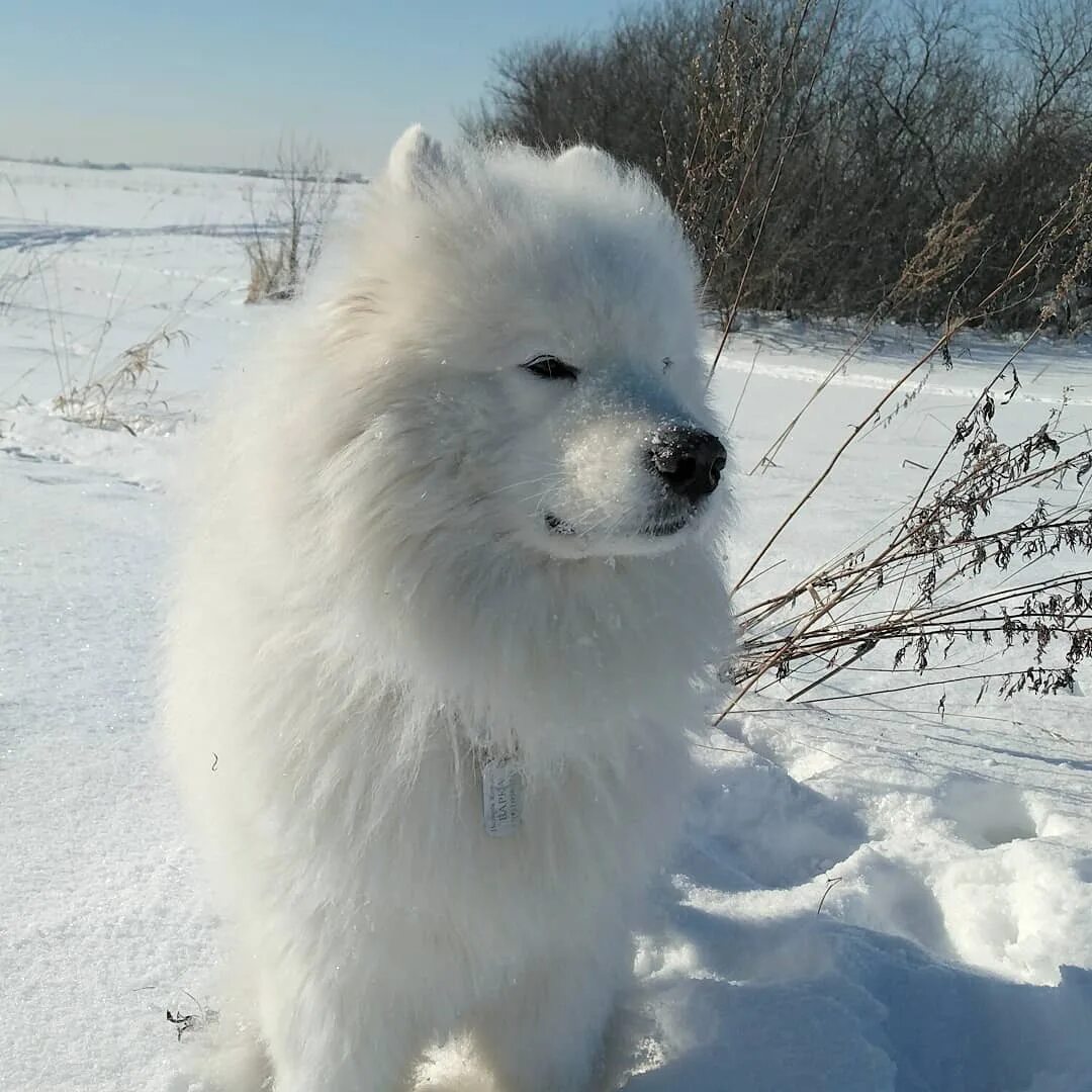 Крупный белый ездовой шпиц