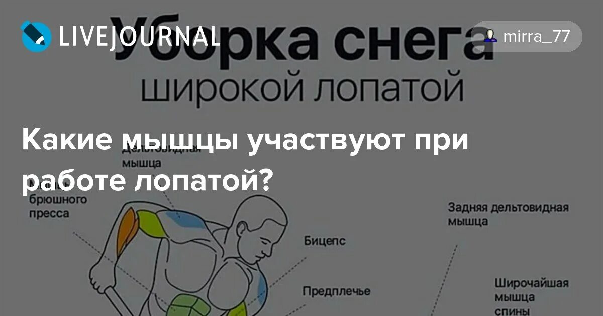 Какие мышцы работают при чистке снега. Лопата какие мышцы работают. какие мышцы работают при уборке снега. какие мышцы работают при лопате. широкая лопата.