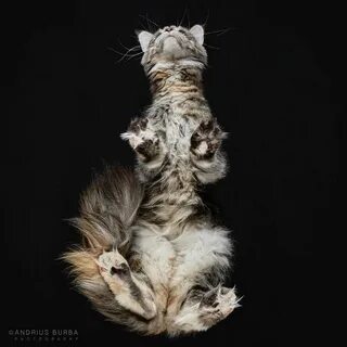 Кошка вид сверху