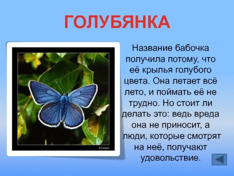 Название бабочек. Бабочки с описанием и названием. Название известных бабочек. Самые распространенные бабочки.