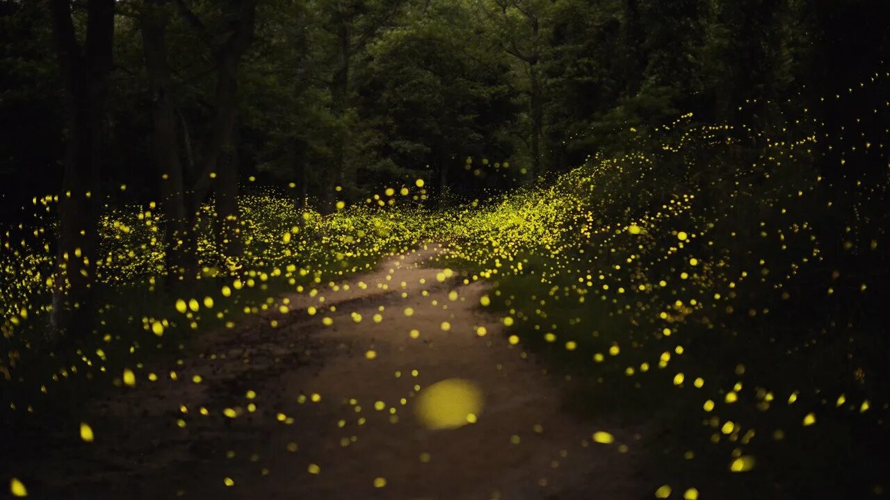 Парк светлячков в Куала Лумпур. Лес светлячков в Японии. Светящиеся светлячки. Огоньки в лесу. Познавательный текст о светлячках