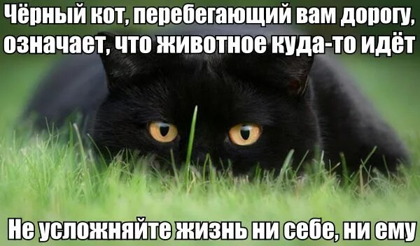 Если черный перейдет песня. Черный кот перебегающий вам. Черный кот переходящий дорогу. Черный кот переходит дорогу. Кот перебегает дорогу.