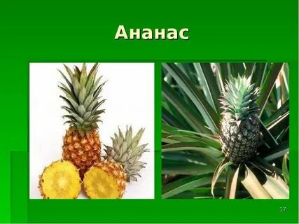 Культурное растение из дальних стран