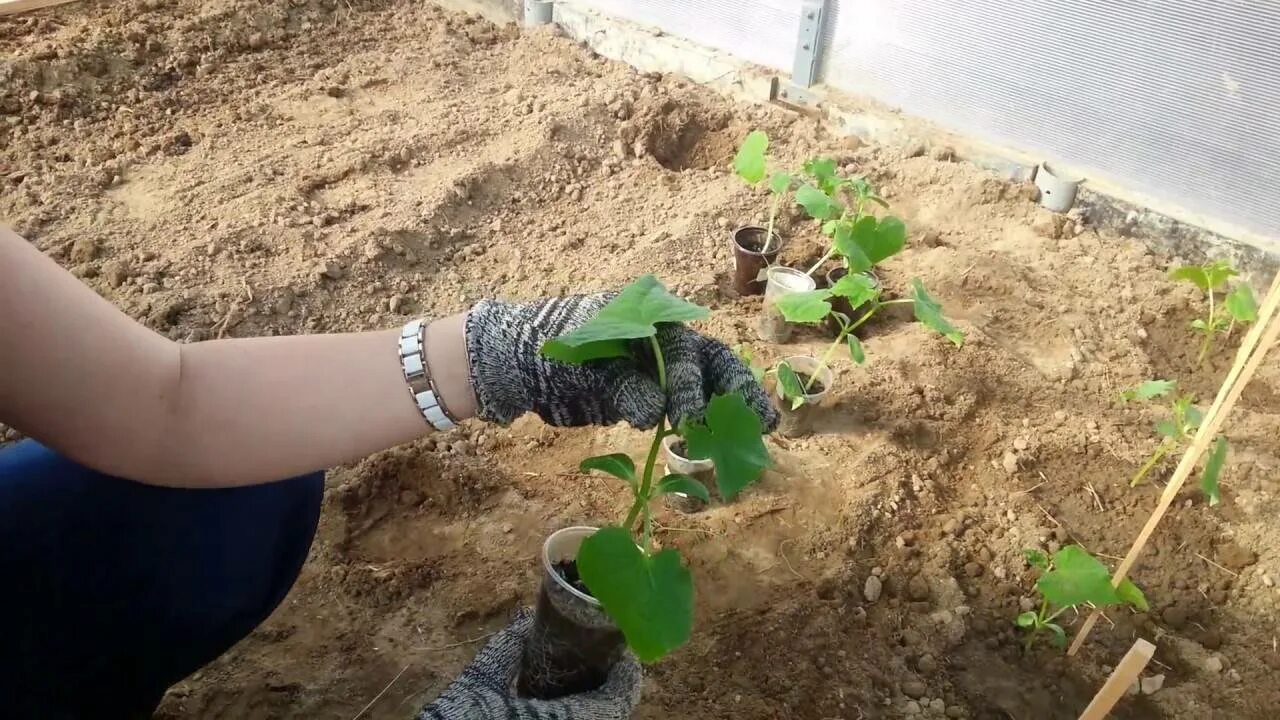 За сколько до высадки сажать огурцы. Рассада огурцов в открытый грунт. Огурцы в грунте. Посадка огурцов в открытый грунт семенами. Посадка огурцов в грунт рассадой.