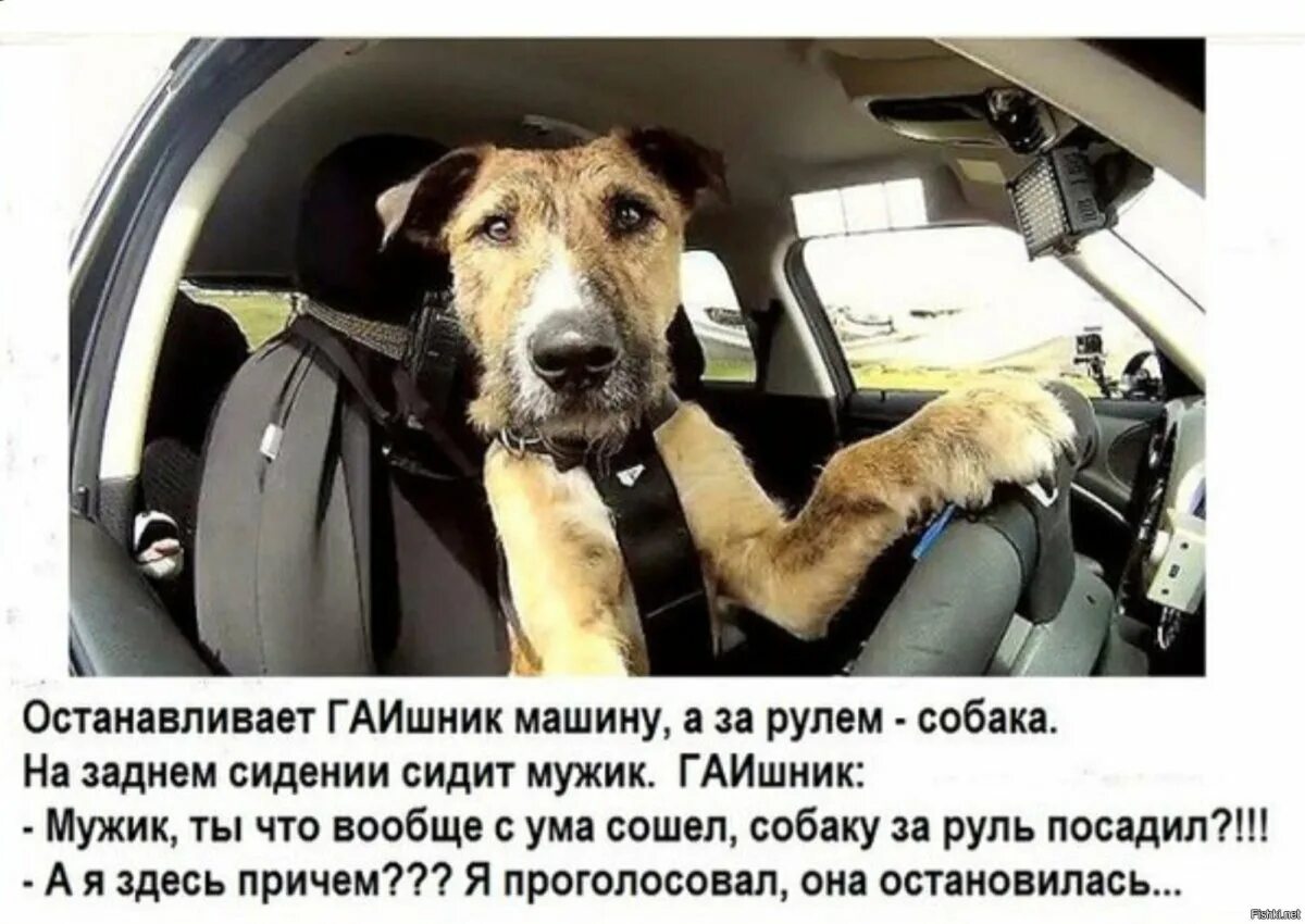Ненавижу собак. Ненавижу собак