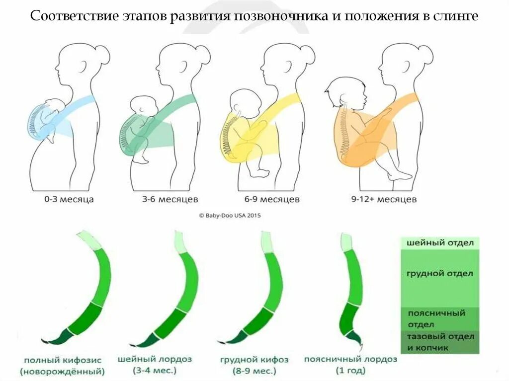 Формирование изгибов позвоночника у ребенка. Позвоночник новорожденного ребенка. Этапы формирования позвоночника у детей. Позвоночник ребенка до года.