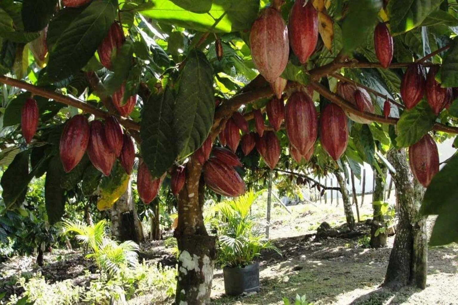 Какао (Theobroma Cacao). Дерево какао Южной Америки. Шоколадное дерево (Theobroma Cacao). .Какао, шоколадное дерево Theobroma Cacao l..