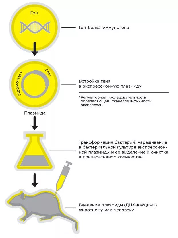 Генная вакцина. Схема получения ДНК вакцины. Методы получения ДНК вакцин. Разработка ДНК вакцины. Способы введения ДНК вакцин.