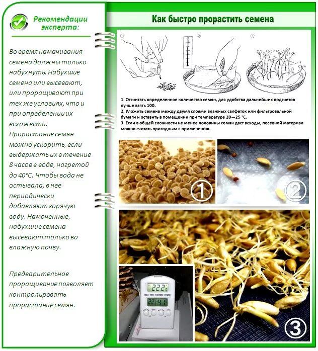 Огурцы овса. Замачивание семян для проращивания таблица. Этапы подготовки семян к посеву. Сроки прорастания семян. Время проращивания семян.