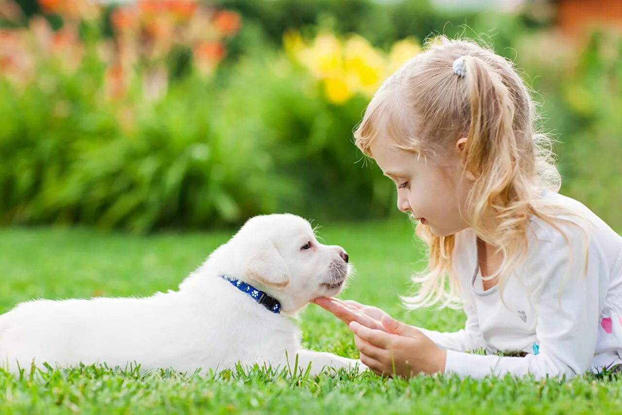 животные друзья человека. собака для детей. маленькие дети и животные. лабрадор ретривер мальчик. маленькие дети и животные.