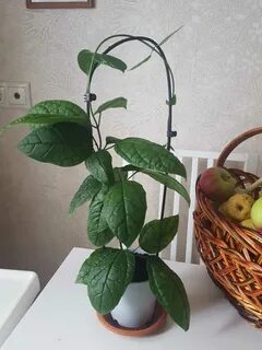 Грунт для клеродендрума