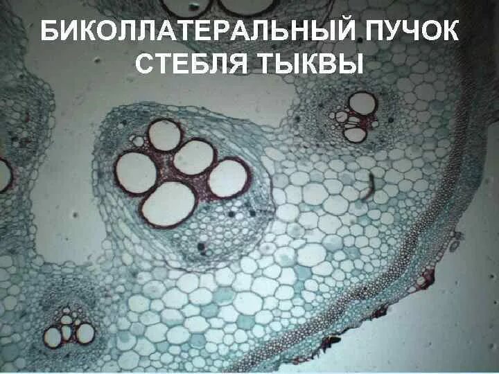 Броун рассматривал под микроскопом