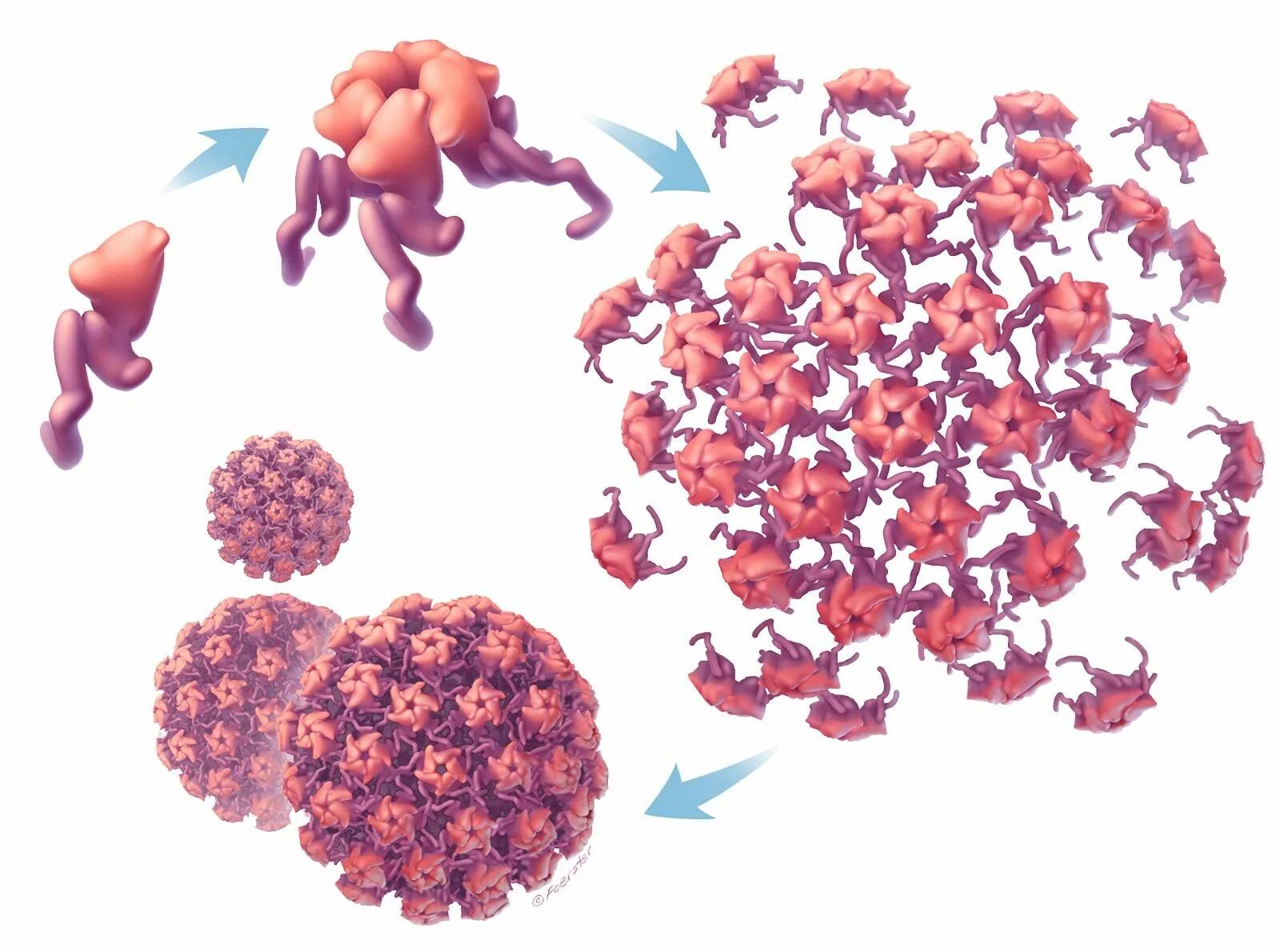 Papilloma virus. Полиомавирус JC. Паповавирусы. Паповавирус рисунок. Полиомавирус клеток Меркеля.