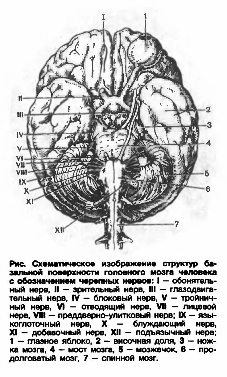 Черепные нервы нижняя поверхность головного мозга. Мозг снизу анатомия 20. Выход Корешков черепных нервов анатомия. Базальная поверхность головного мозга анатомия. Складчатая поверхность головного мозга