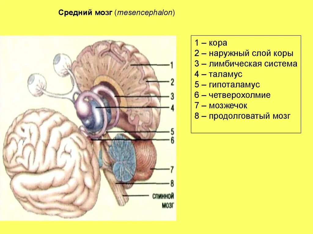 Ножки мозга отдел. Четверохолмие среднего мозга строение и функции. Головной мозг четверохолмие. Средний мозг зрительные Бугры. Продолговатый мозг мозг гипоталамус.