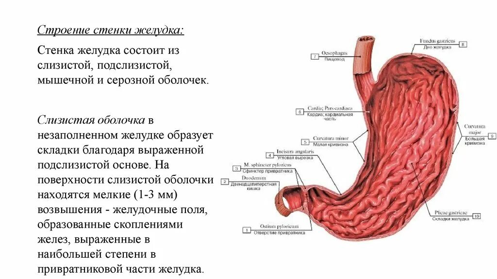 Строение стенки желудка анатомия. Слизистая подслизистая оболочки желудка. Складки слизистой оболочки желудка образованы. Слои стенки желудка анатомия.