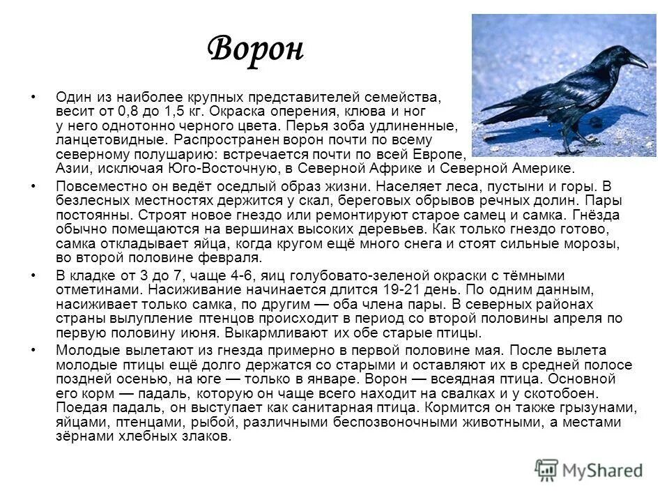 Доклад на тему класс птицы. Ворона краткая характеристика для детей. Описание вороны 3 класс кратко. Краткая информация о вороне. Ворона описание кратко.