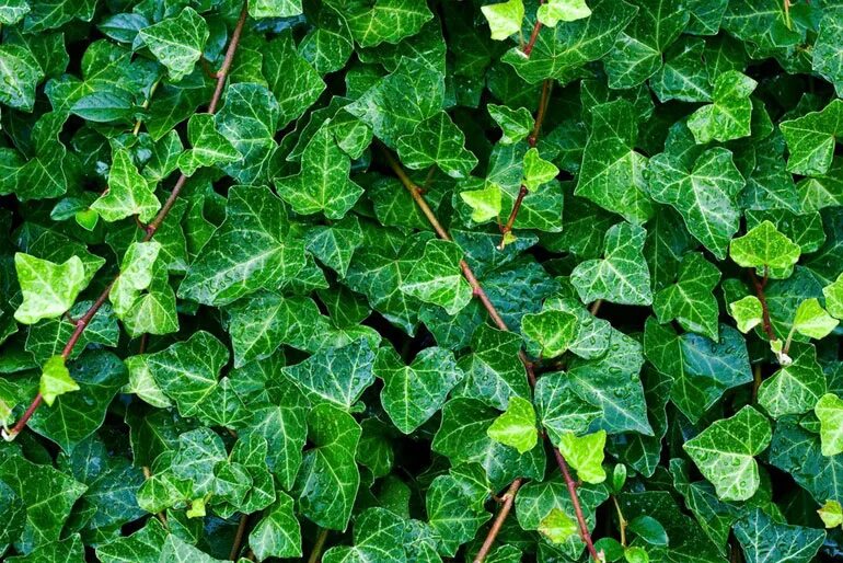 Плющ вечнозеленый (Hedera).. Плющ Элегантиссима. Плющ Hedera Helix. Плющ вечнозеленый Hibernica. Плющ как правильно пишется