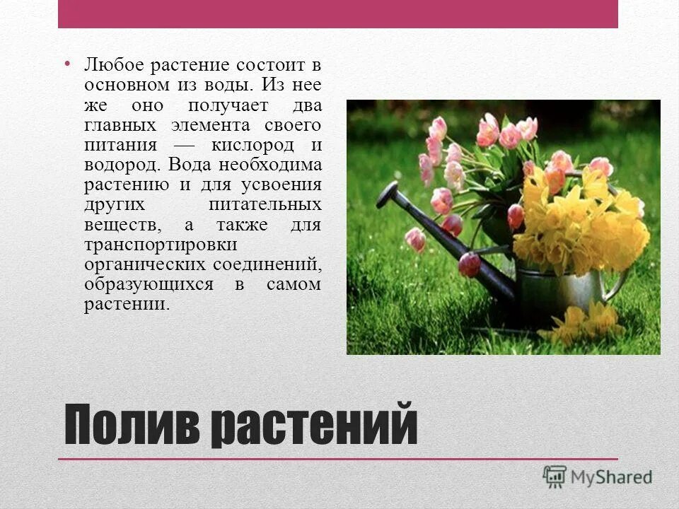 ростки зелени. цветы красивые необычные. росянка и венерина мухоловка. 4 любых растений. лечебные растения.