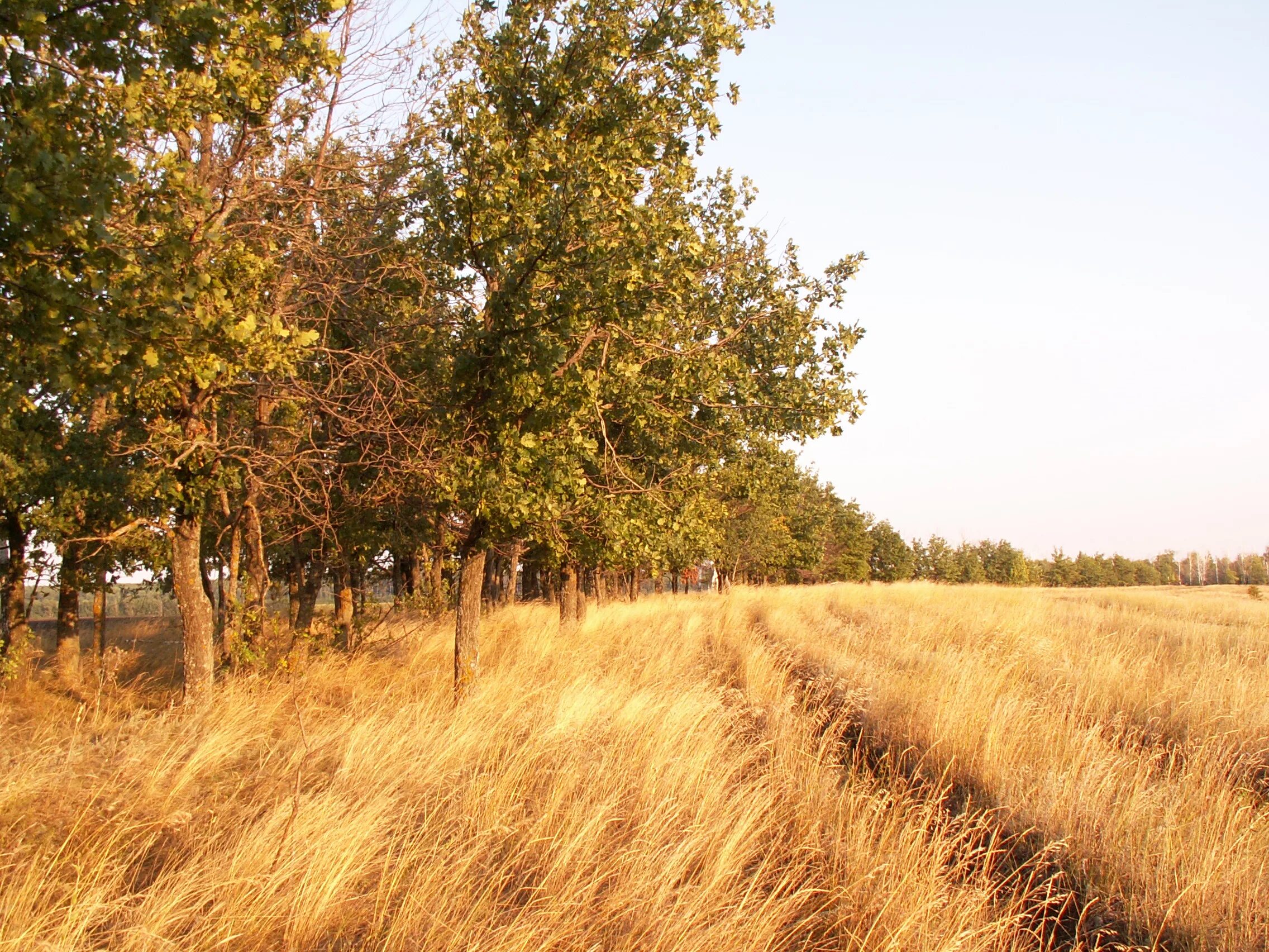 пастбищезащитные лесные полосы. полезащитная лесная полоса сосновая. камышинская лесополоса. плотная лесополоса. полоса леса вдалеке.