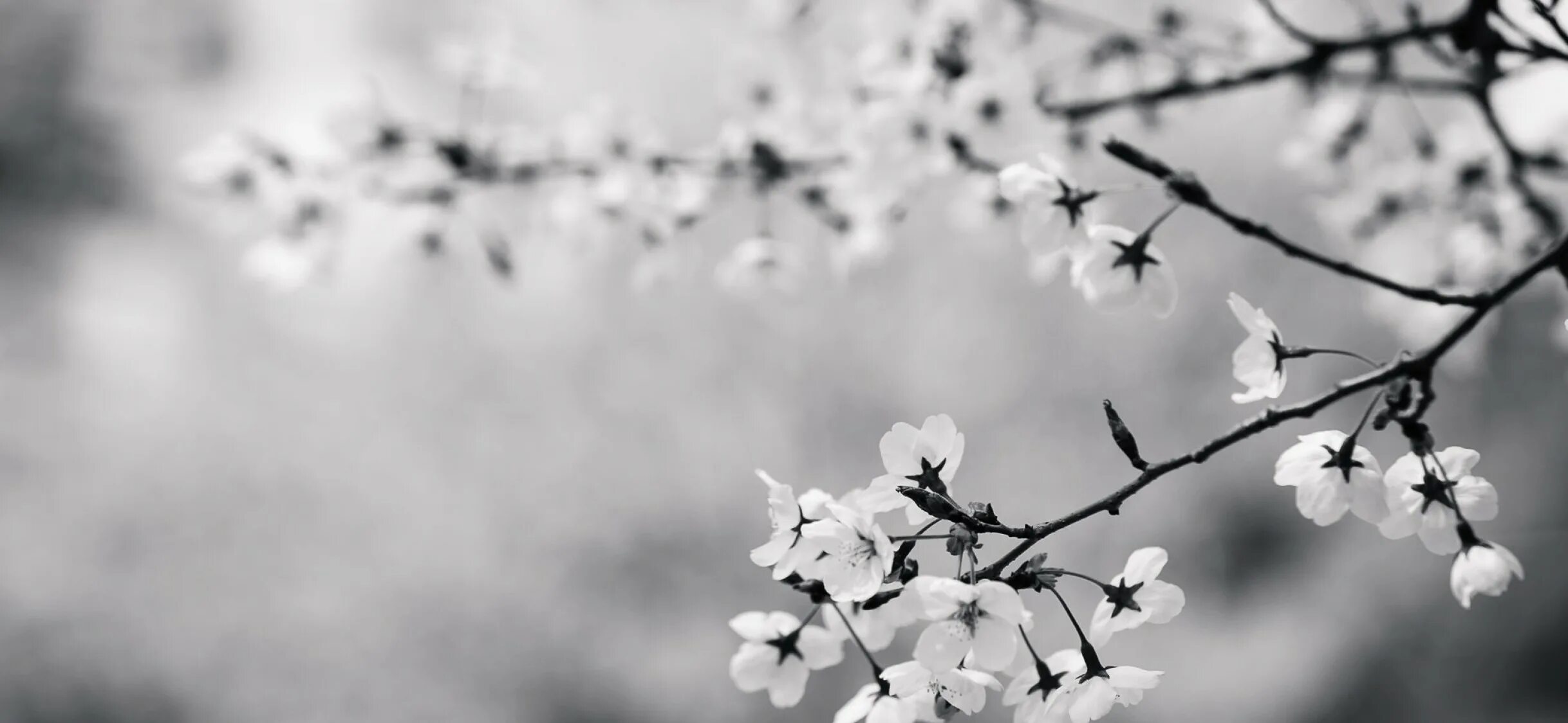 White blossoms. Black Blossom.