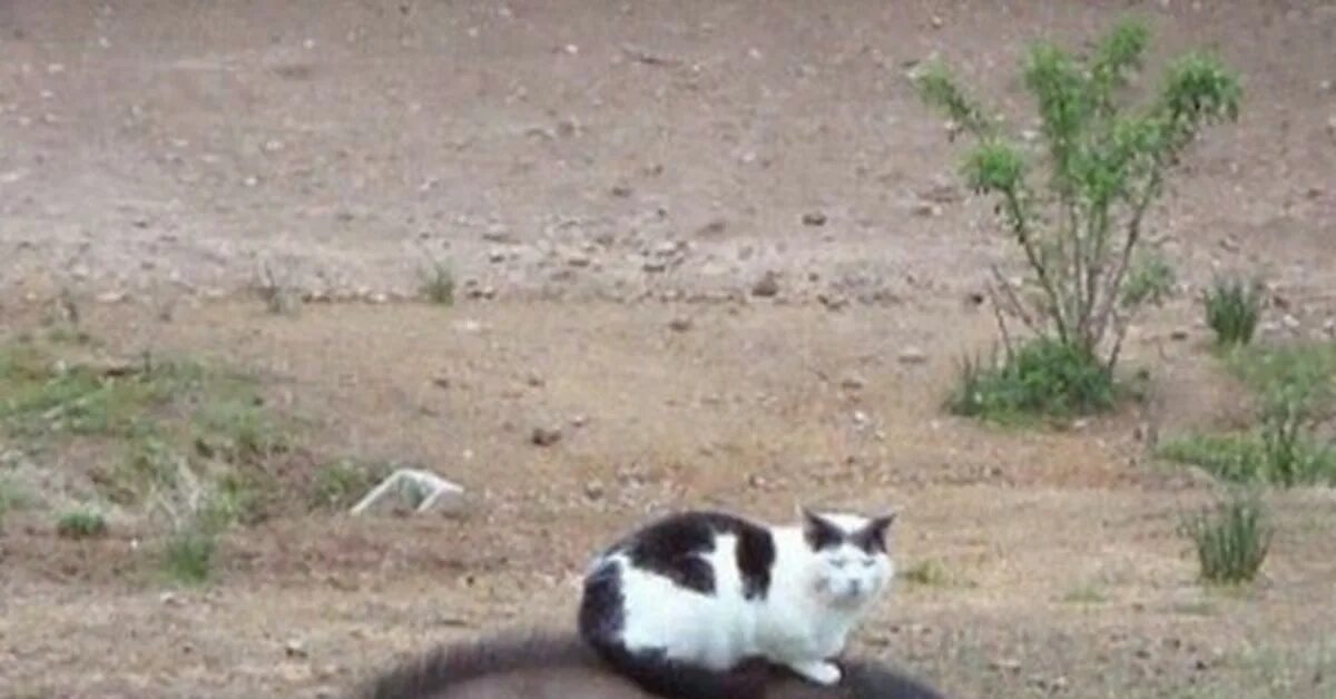 Спасибо кабан. Свинья и кошка. Кабан и кошка. Свинья с поросятами. Кот кабан.