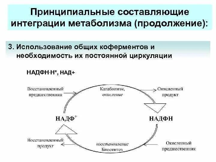 Принципы регуляции обменных процессов. Принципы метаболизма. Принципы метаболизма. Принципы метаболизма. Общий путь катаболизма биохимия.
