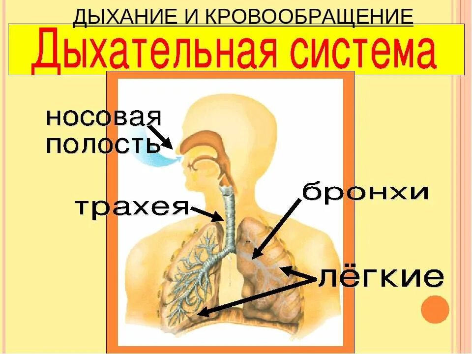 презентация на тему дыхание. система дыхания и кровообращения 3 класс. дыхание и кровообращение 3 класс. система дыхания и кровообращения 3 класс. дыхание и кровообращение презентация.