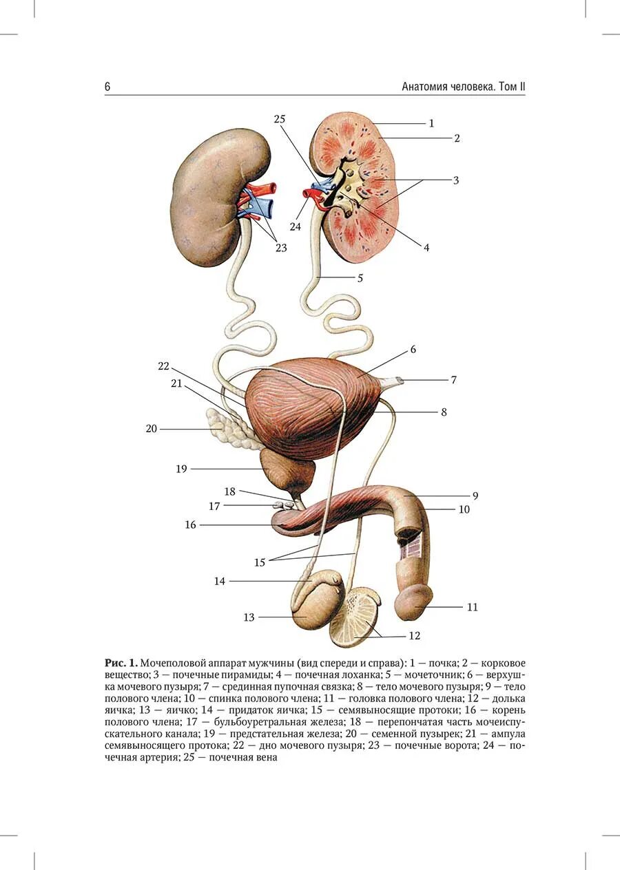Мочевые органы мужчины. Мочеполовая система анатомия Гайворонский. Сапин атлас Мочеполовая система. Анатомический атлас человека Мочеполовая система. Сапин анатомия человека половая система.