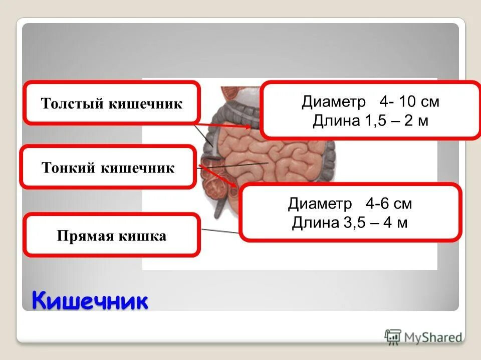Длина толстого кишечника и тонкого кишечника. Сколько метров в длину кишечник. Толстый кишечник длина. Дл на тгкого кишечника. Длина кишечника у взрослого человека.