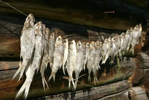 Зачем сушеную рыбу бьют об стол