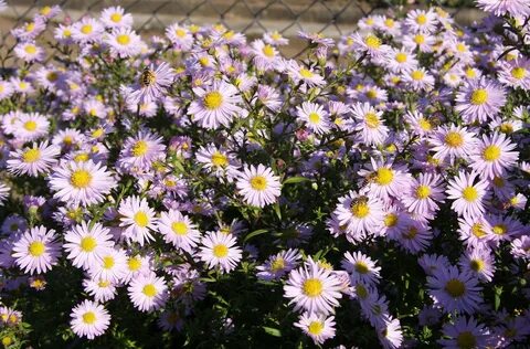Aster