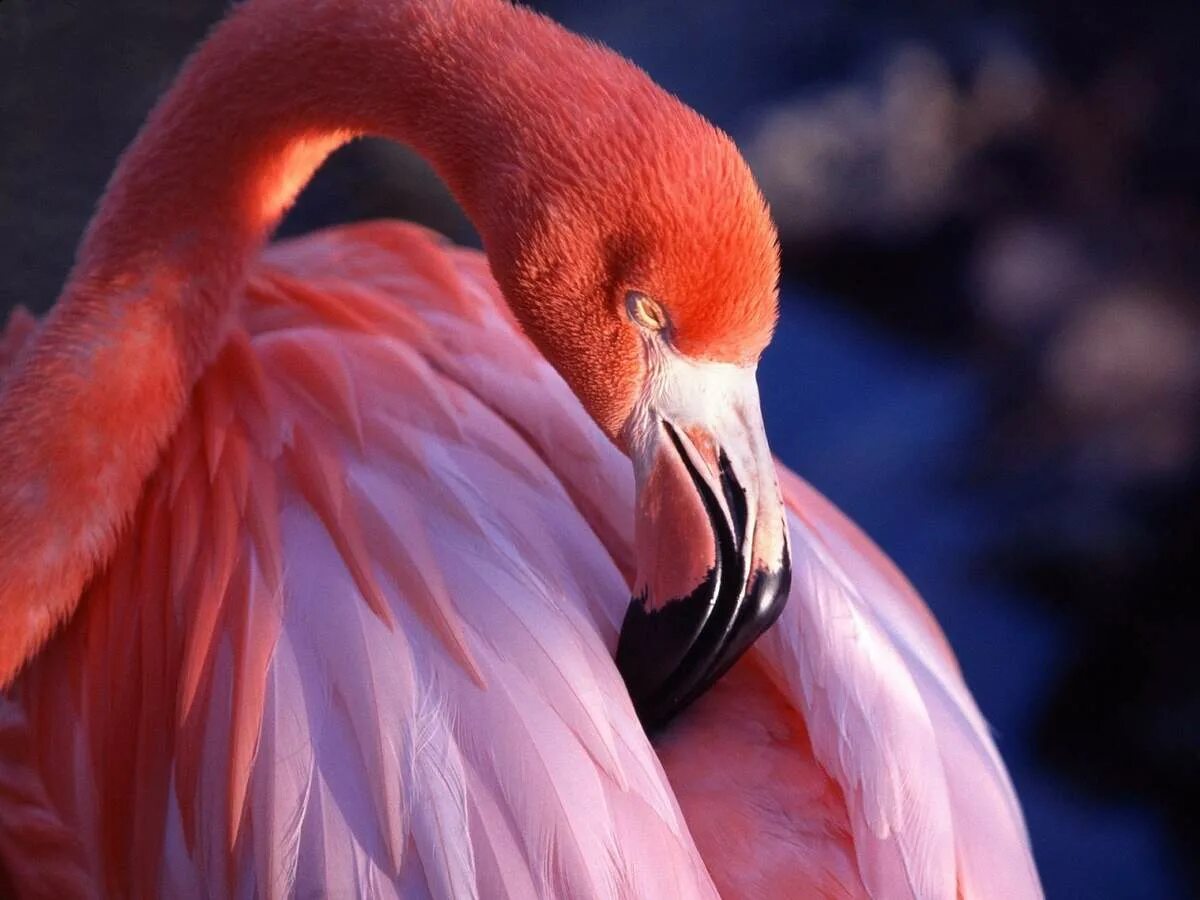 Розовый Фламинго птица. Розовый Фламинго дитя заката. Розовый Фламинго фото птицы. Фламенго. Фломинго