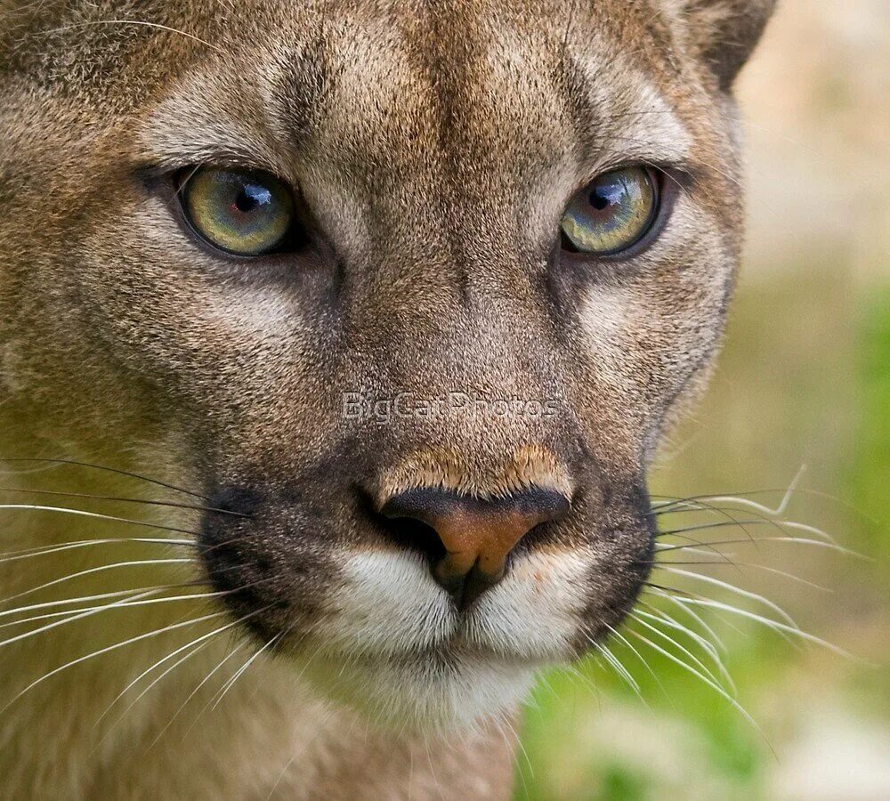 Ястреб сапсан. Орел птица. Сова сова совиные глаза. Глаза у крупных хищных. Коршун в анфас.