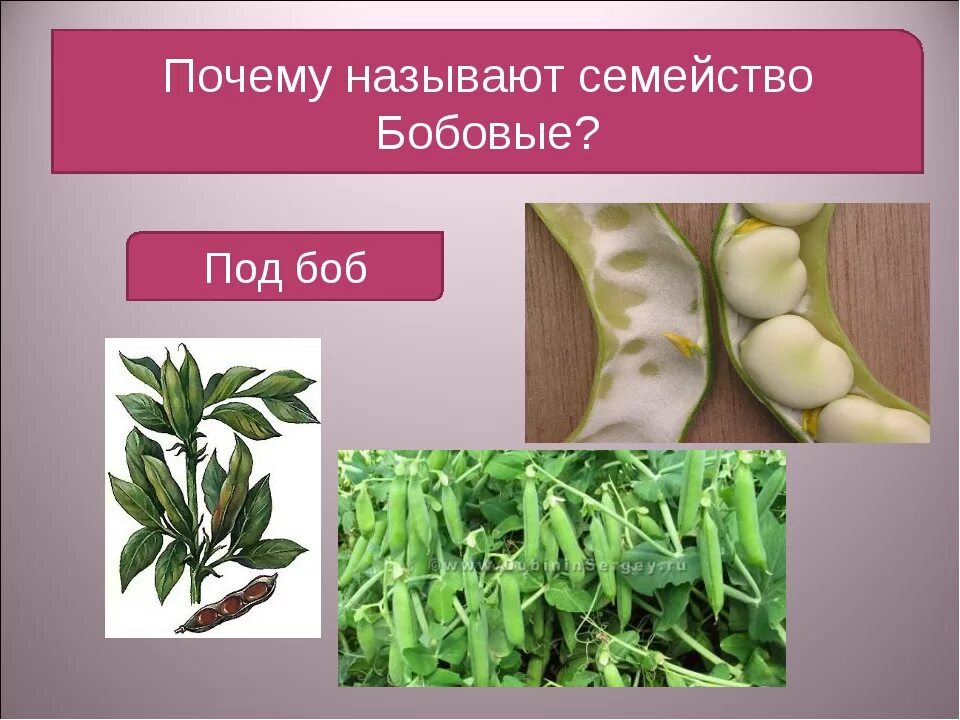 Классификация семейства бобовые. Семейство бобовые 6 класс биология. бобовые мотыльковые. семейство бобовые представители. семейство бобовые якласс.