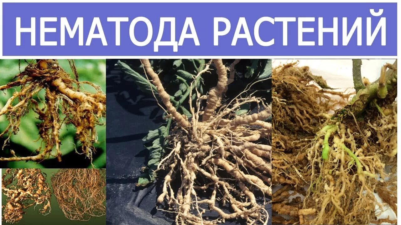 Круглые черви луковая нематода. Галловая нематода. Галловая нематода. Стеблевая нематода растений. Нематоды народные средства.