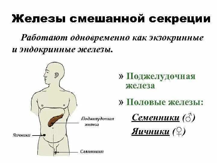Функции смешанной секреции. Железы смешанной секреции секреции. экзокринные железы и эндокринные железы. железы смеш секреции. половые железы смешанной секреции.