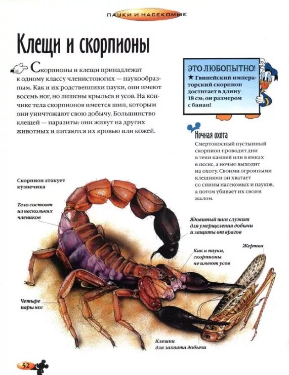 Внешнее строение скорпиона. Скорпион строение тела. Внутреннее строение скорпиона. Строение скорпиона с подписями.