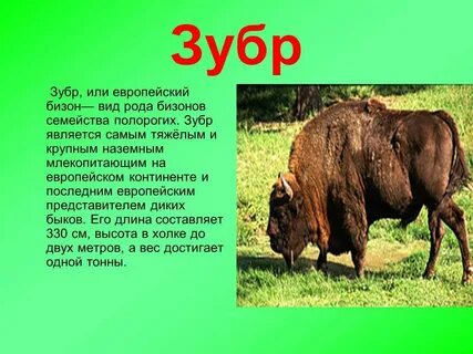 Сообщение о диком