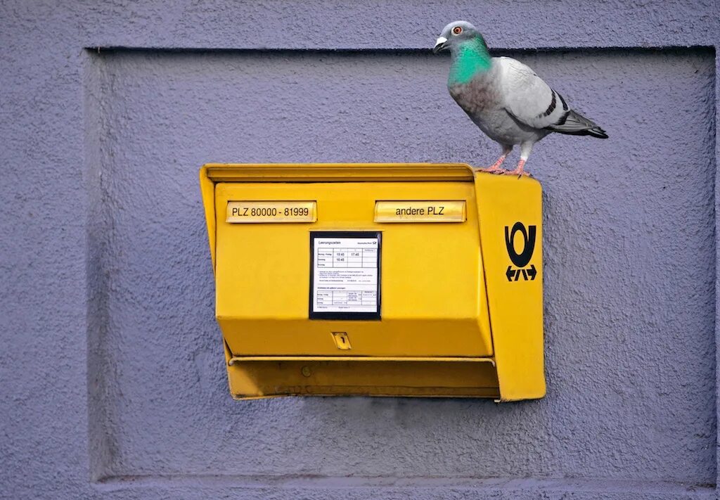 Почтовый голубь. Голубиная почта. Птица почтальон. Французские почтовые голуби. Почтовый голубь пабг мобайл