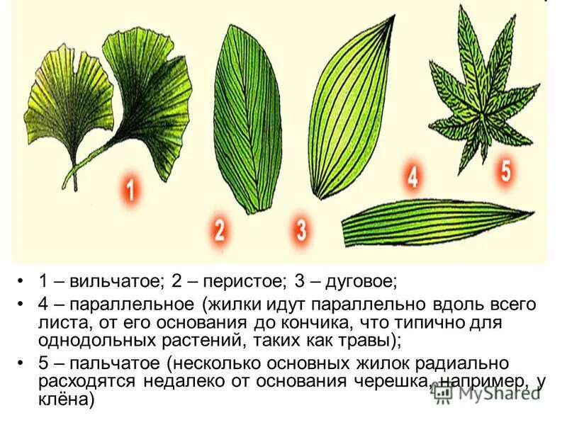 Типы жилкования листа вильчатое. Пальчатое сечение листа. Пальчатое жилкование листа. Жилкование листа эвкалипта. Параллельное 2 дуговидное 3 пальчатое 4 перистое