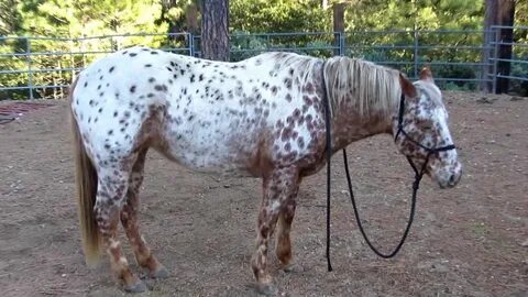 Horse sale