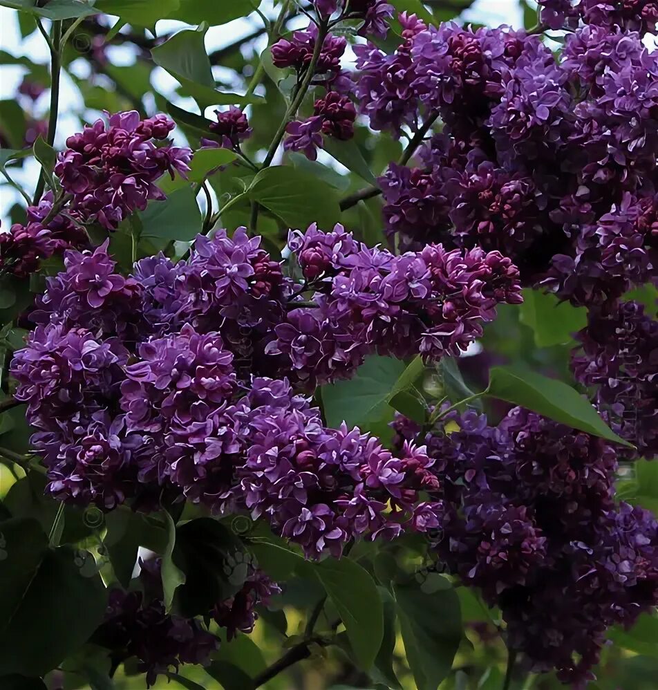 Сирень обыкновенная (syringa vulgaris `огни донбасса`). Сирень обыкновенная (syringa vulgaris `огни донбасса`). Сирень обыкновенная (syringa vulgaris `огни донбасса`). Сирень обыкновенная огни донбасса. Сирень огни донбасса.