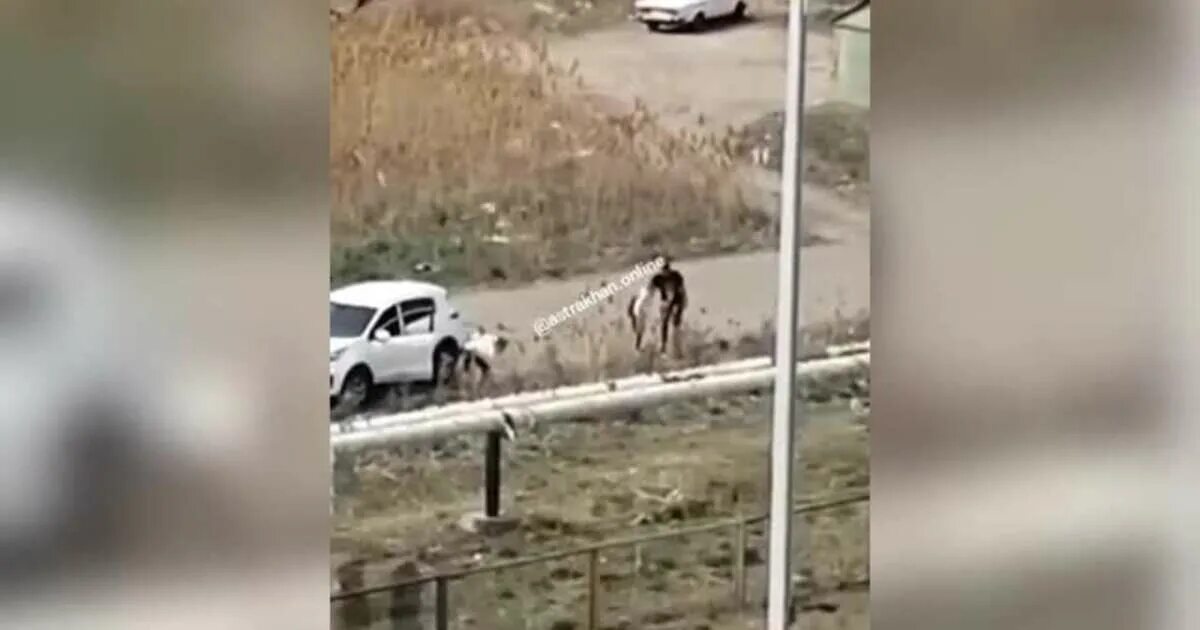 Астраханская область нападение собак. Нападение собак в Астрахани сегодня. Нападение собак Астрахань новости. Собаки напали на человека Астрахань. Нападение стаей