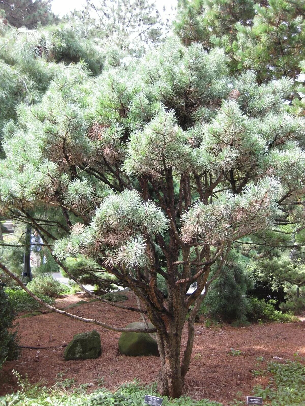 Pinus Sylvestris Watereri. Сосна обыкновенная Watereri. Пинус Сильвестрис Ватерери. Сосна Ватерери ниваки. Сосна ватерери купить