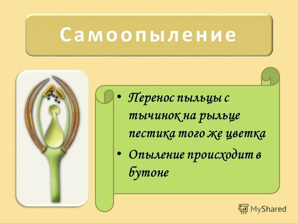 При самоопылении пыльца