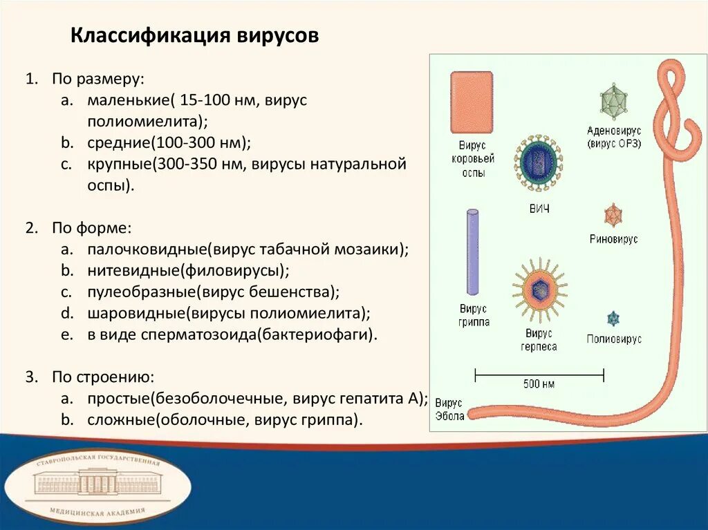 Вирус ковид отнесен. Классификация вирусов. Размер вируса в НМ. Размеры вирусов по НМ. Безоболочечные вирусы.