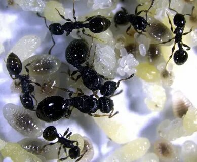 Ant colony