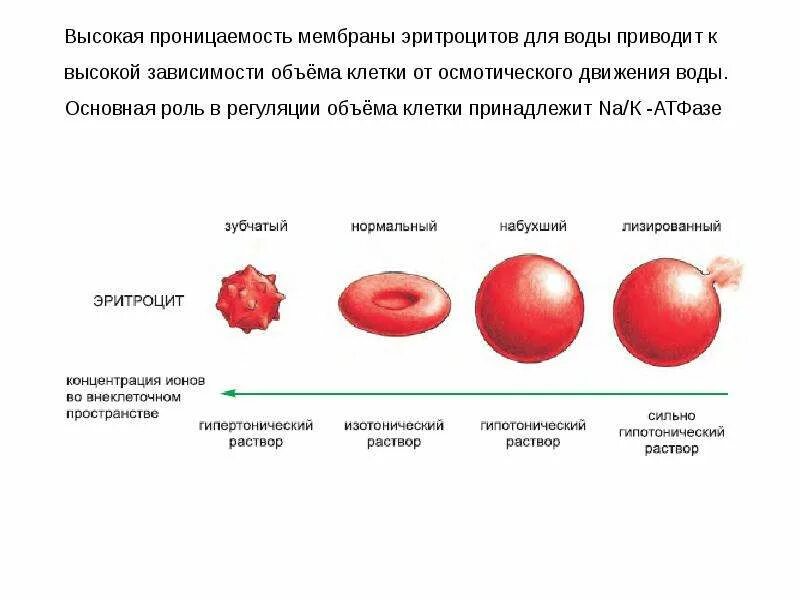 Какие компоненты способствуют сохранению текучести мембраны. Какие компоненты способствуют сохранению текучести мембраны