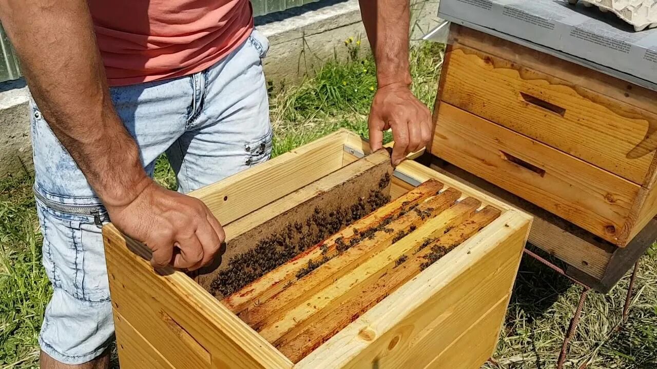 Весенние отводки пчел. Отводок на старую матку. Отводки пчел весной. Отводок пчел. Как сделать отводок пчел весной без матки.